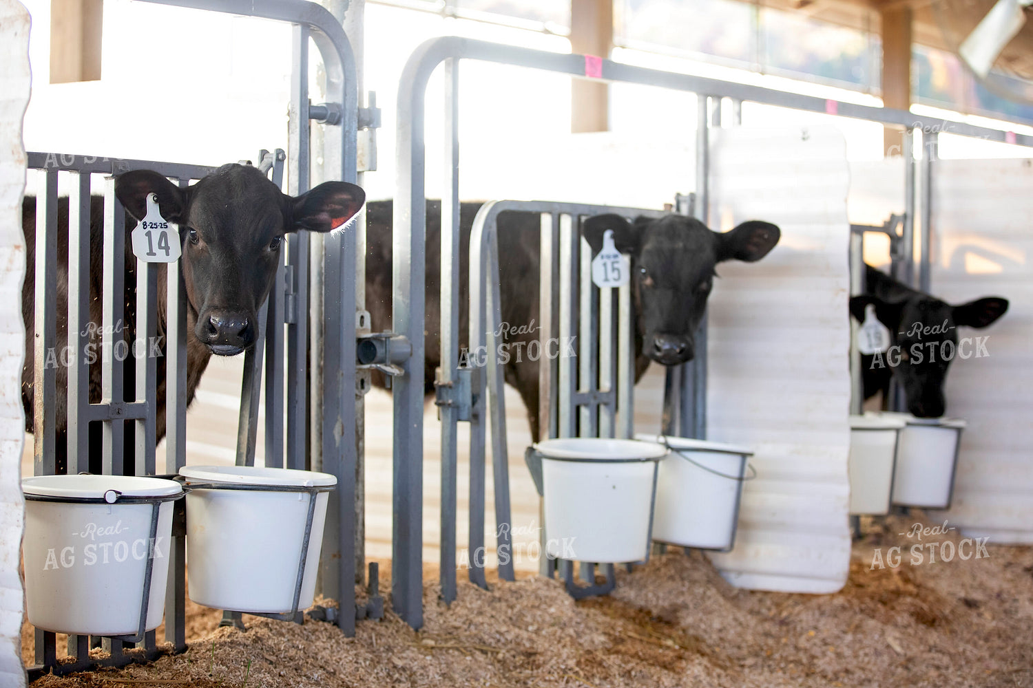 Beef on Dairy Calves 55211