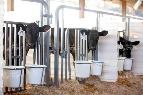 Beef on Dairy Calves 55211