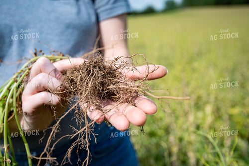 Nitrogen Fixing Nodules on Cover Crop Roots  168064
