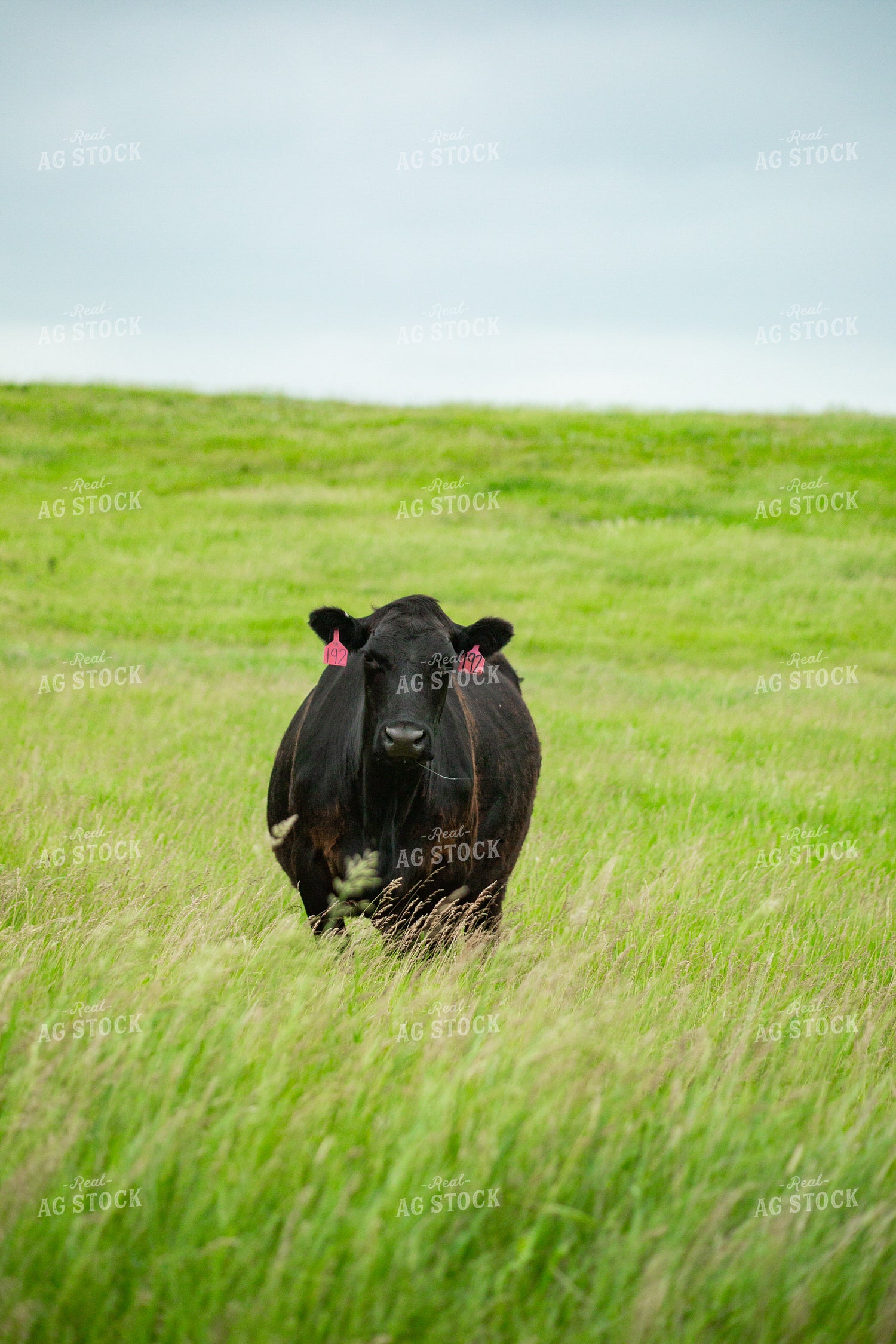 Cattle on Pasture 155646