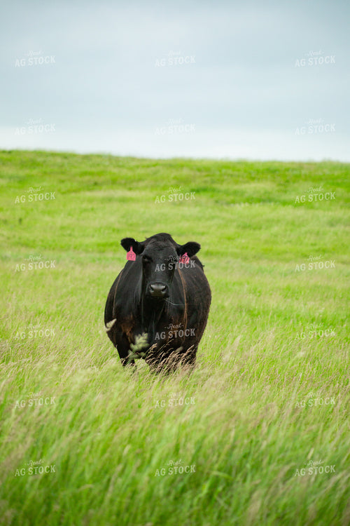 Cattle on Pasture 155646