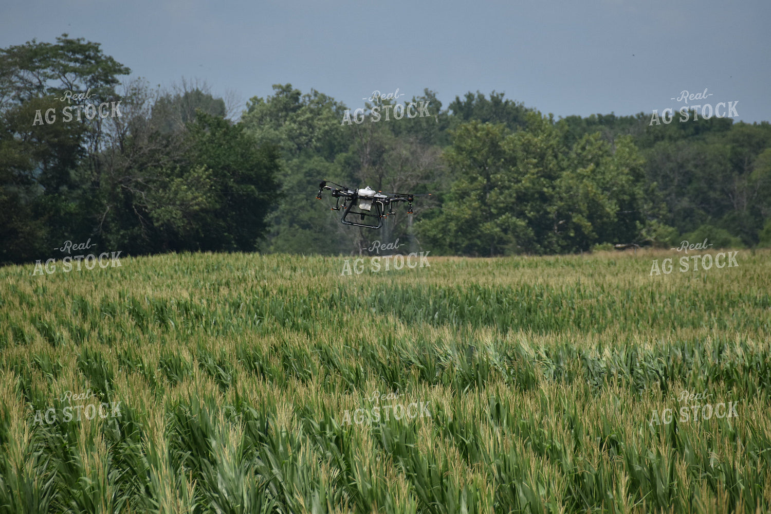 Drone Sprayer Above Corn 84090