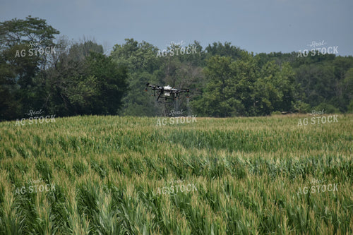 Drone Sprayer Above Corn 84090