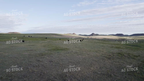 Cattle in Wyoming Pasture Drone 92047