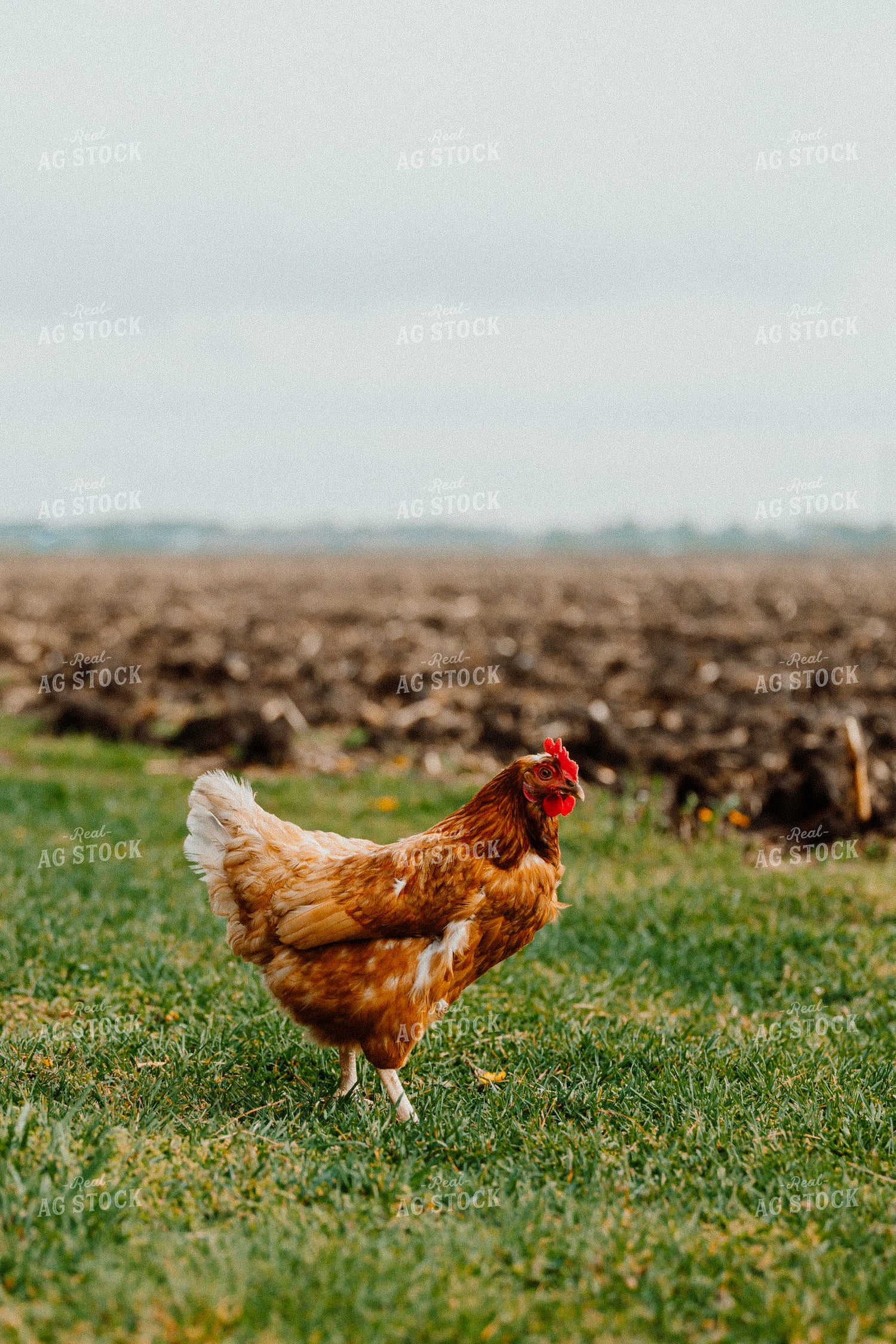 Pullet Laying Chicken 104062