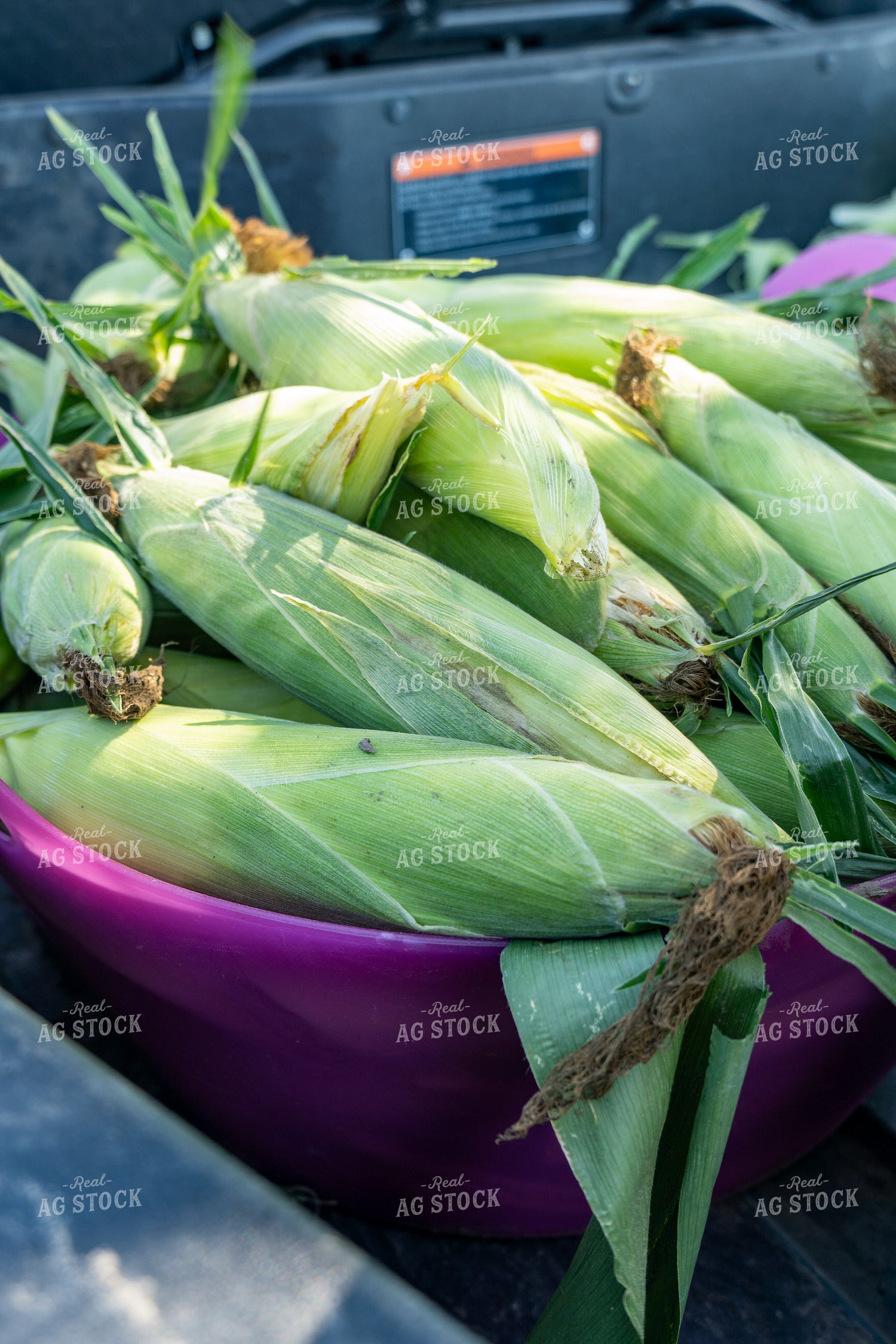 Harvested Sweet Corn 65829