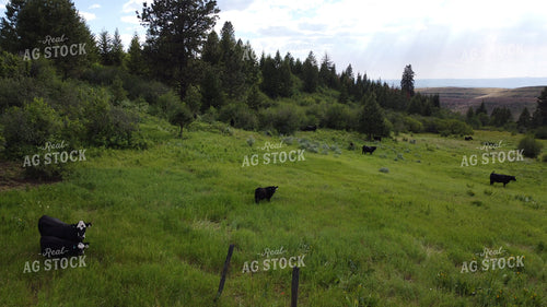 Aerial of Cattle on Pasture 122011