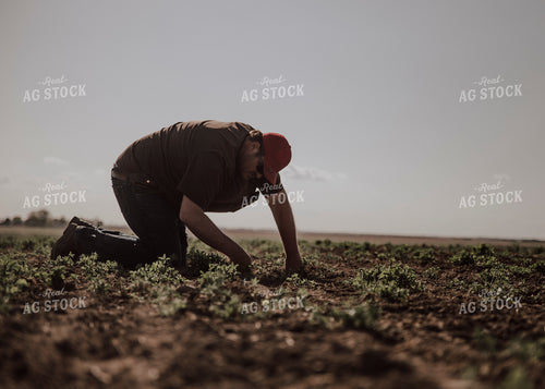 Young Farmer Checking Soil 135038