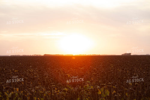 Sunflowers 2098
