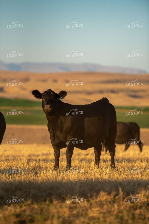 Black Angus Cow in Pasture 57034