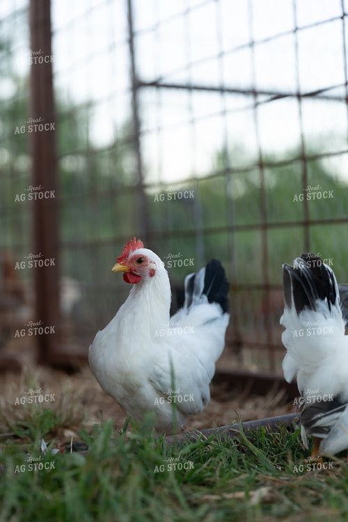 Chicken 205052