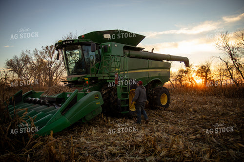 Corn Harvest 268250