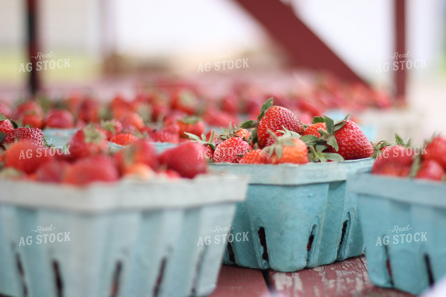 Strawberries 73052