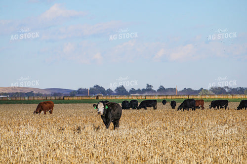 Cattle on Corn Stalks 156020