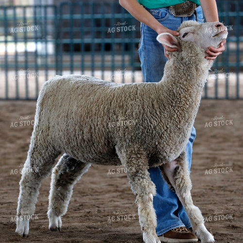 Youth Sheep Show 141712