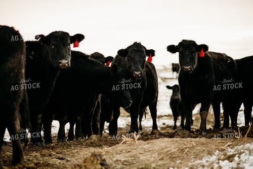 Cattle in Snowy Pasture 54042