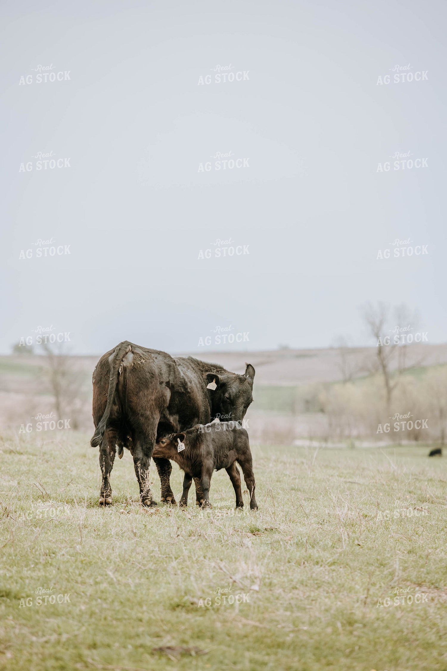 Angus Cows in Pasture 77022