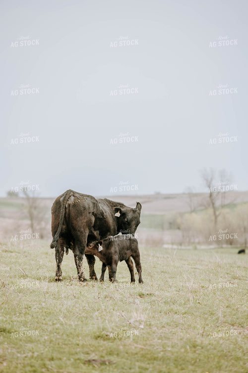 Angus Cows in Pasture 77022