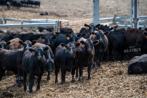 Feedlot Cattle 193124