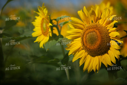 Sunflowers 2078