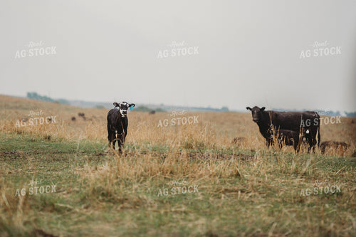 Angus Cattle in Pasture 196159