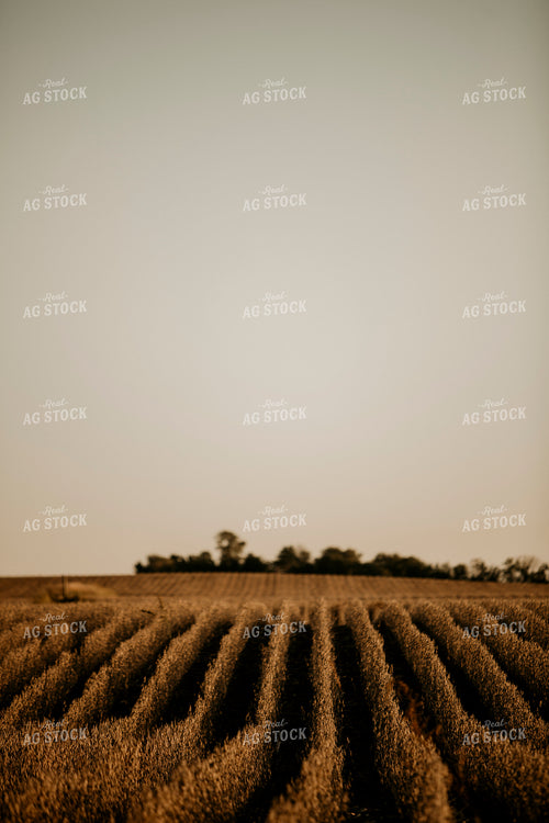 Harvest 2581