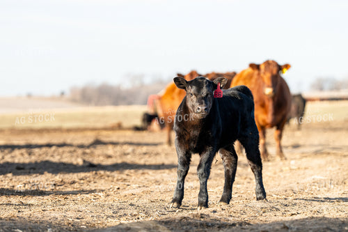Calf 68200