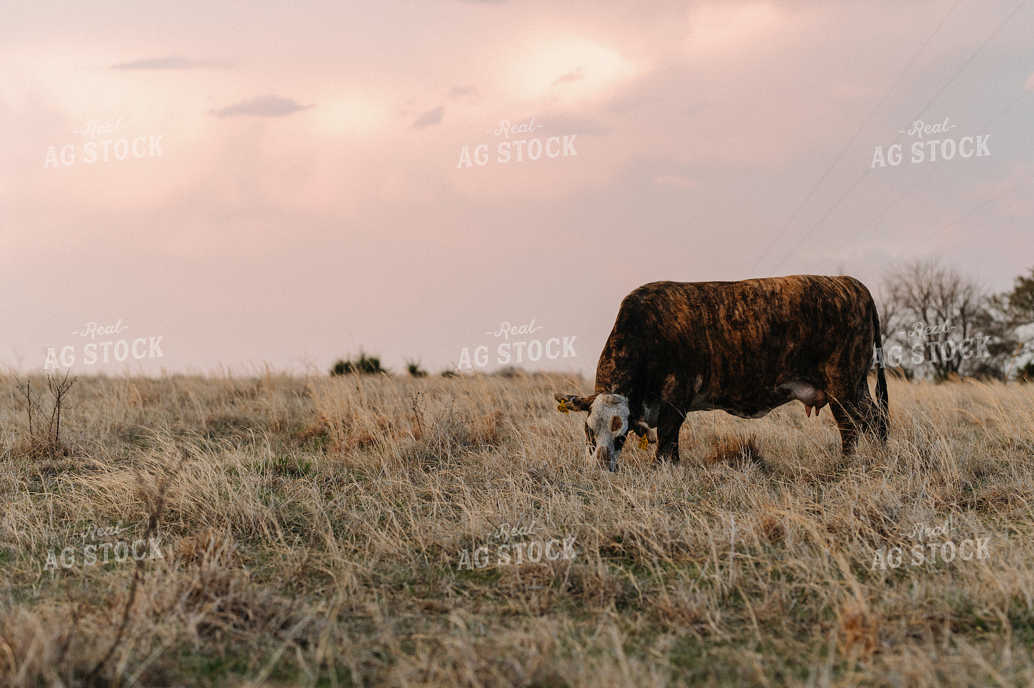Cattle on Pasture 301026