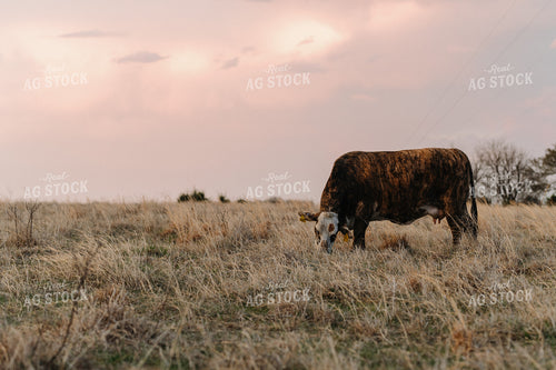 Cattle on Pasture 301026