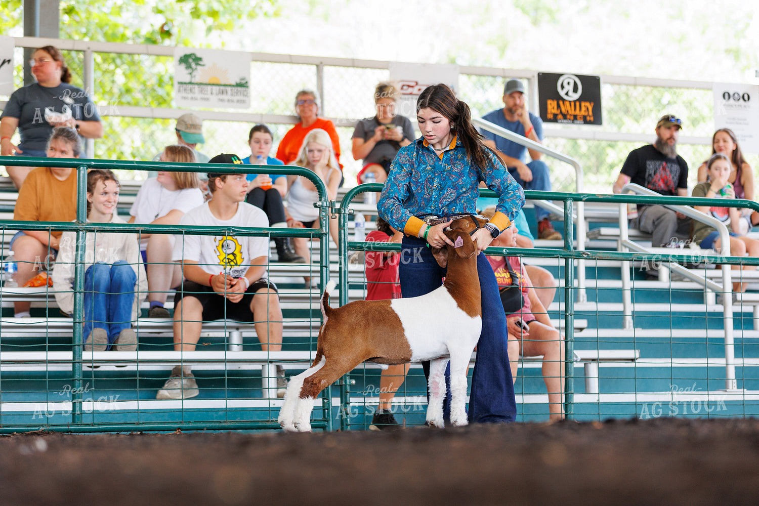 Showing Goats 52763