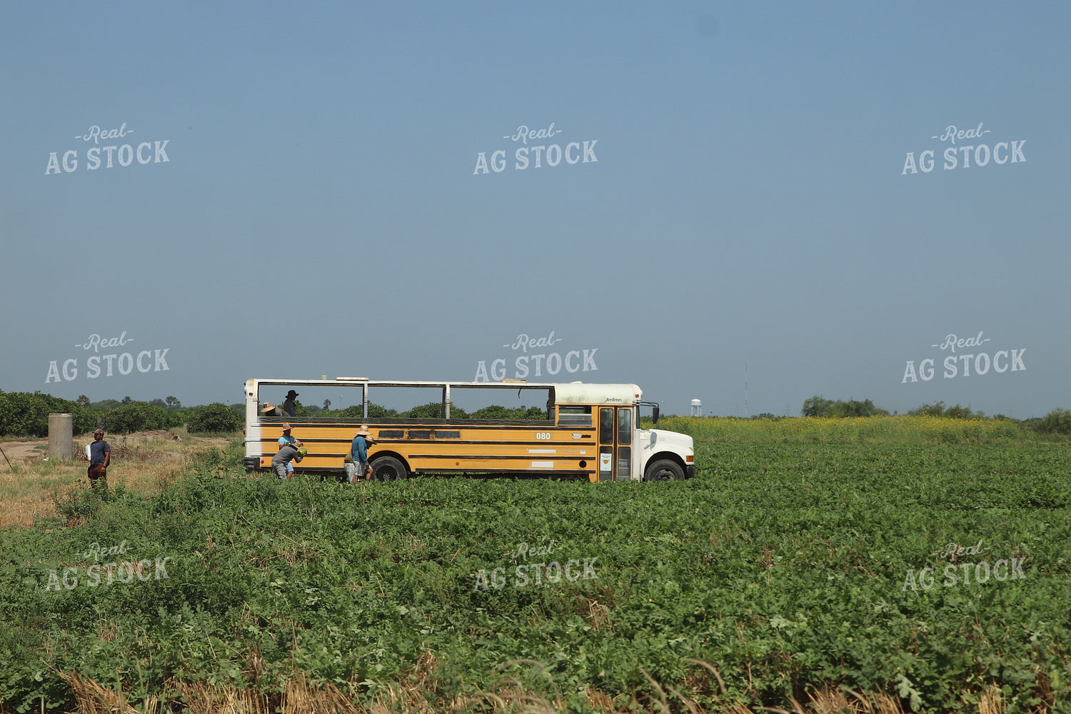 Harvesting Watermelon 102083