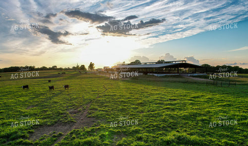 Aerial of Cattle and Barn 261061