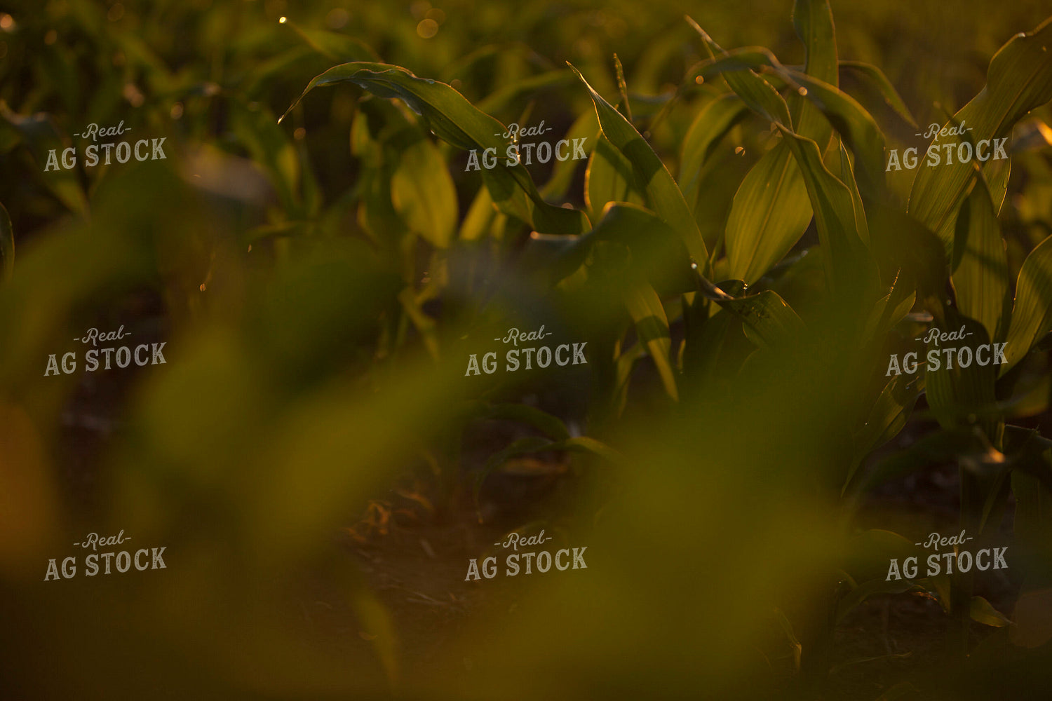 Corn - Mid-Season 1231