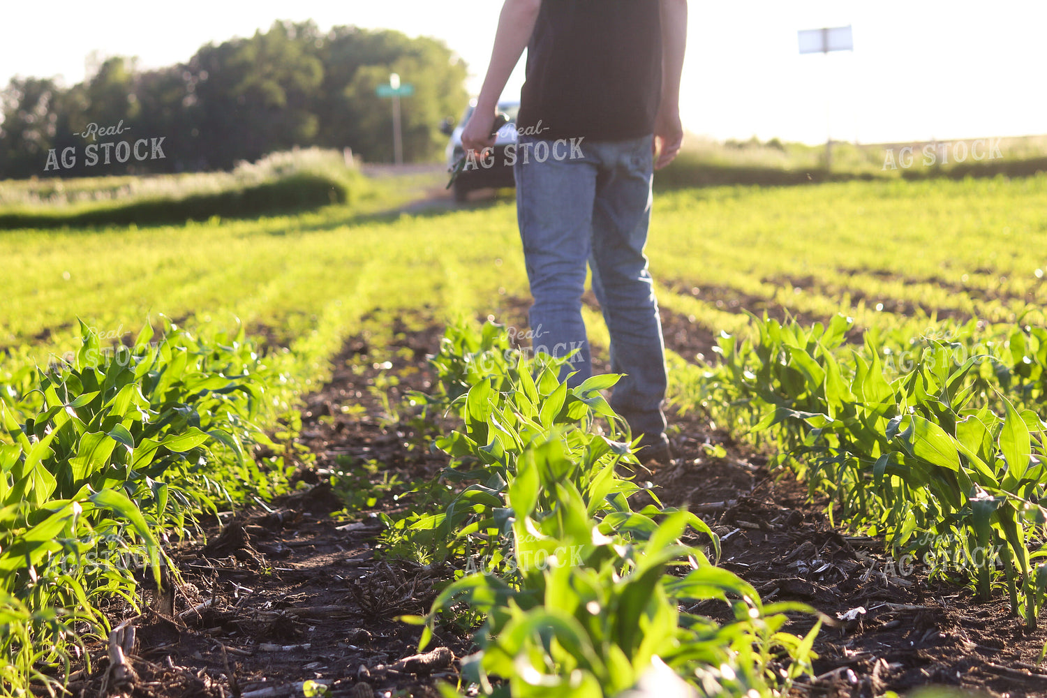 Checking Corn 209015