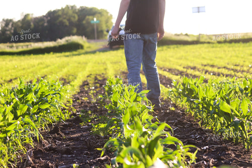 Checking Corn 209015