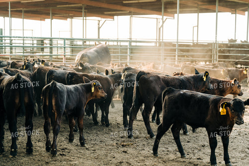 Angus Calves in Feedlot 125115