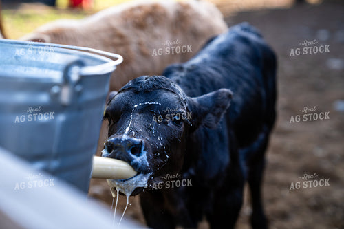 Calving Feeding From Bottle on Farm - Close-Up Ranch Image 65302