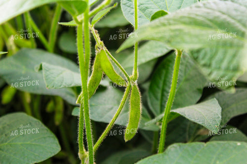 Mid-Season Soybean Field 237024