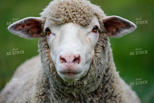 Sheep 261004