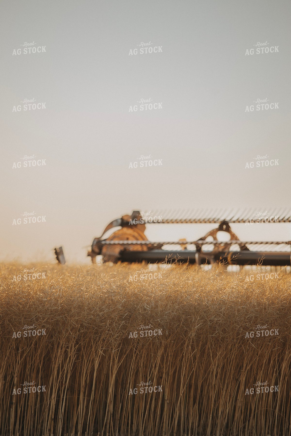 Canola Harvest 187420