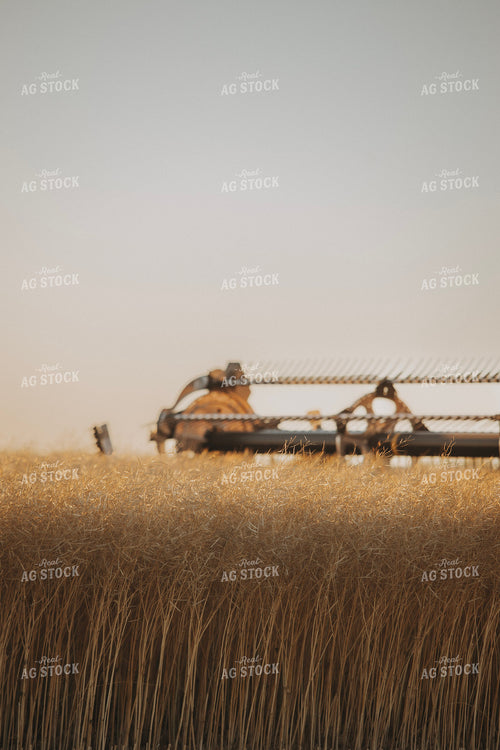 Canola Harvest 187420