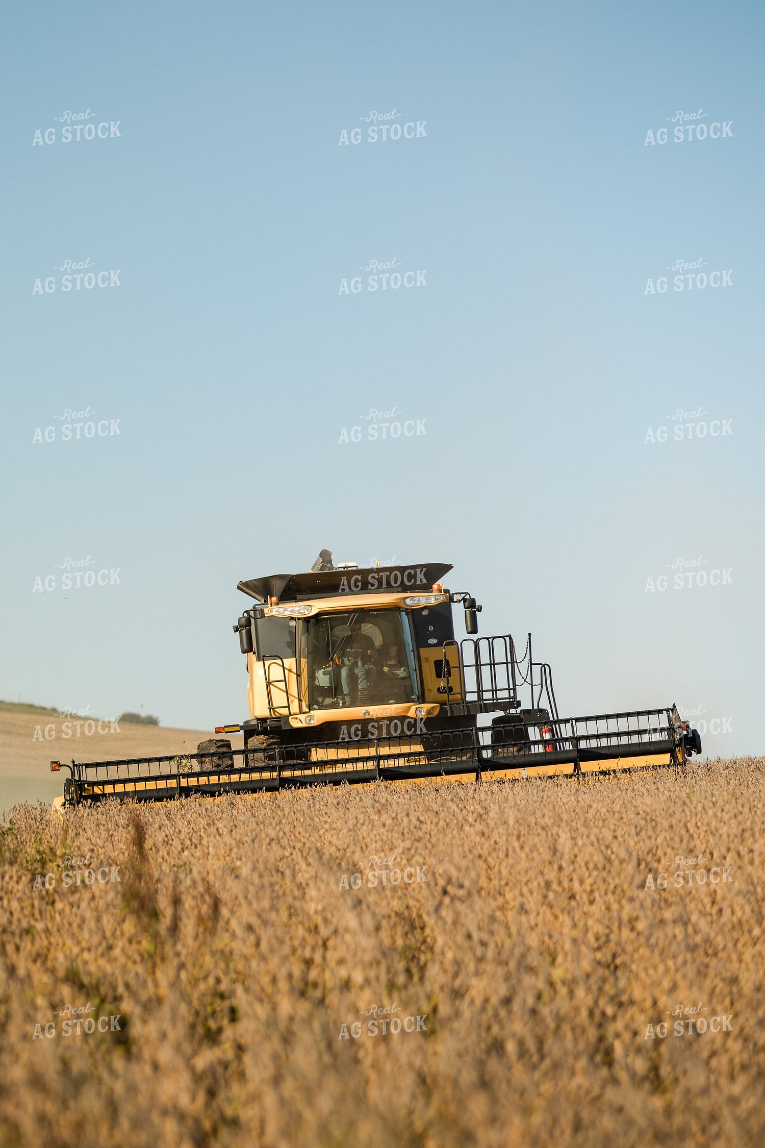 Soybean Harvest 215080