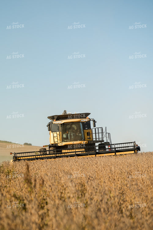 Soybean Harvest 215080