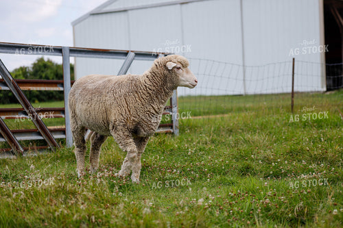 Sheep 261003