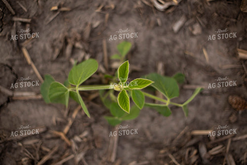 Mid-Season Soybean Plant 93105