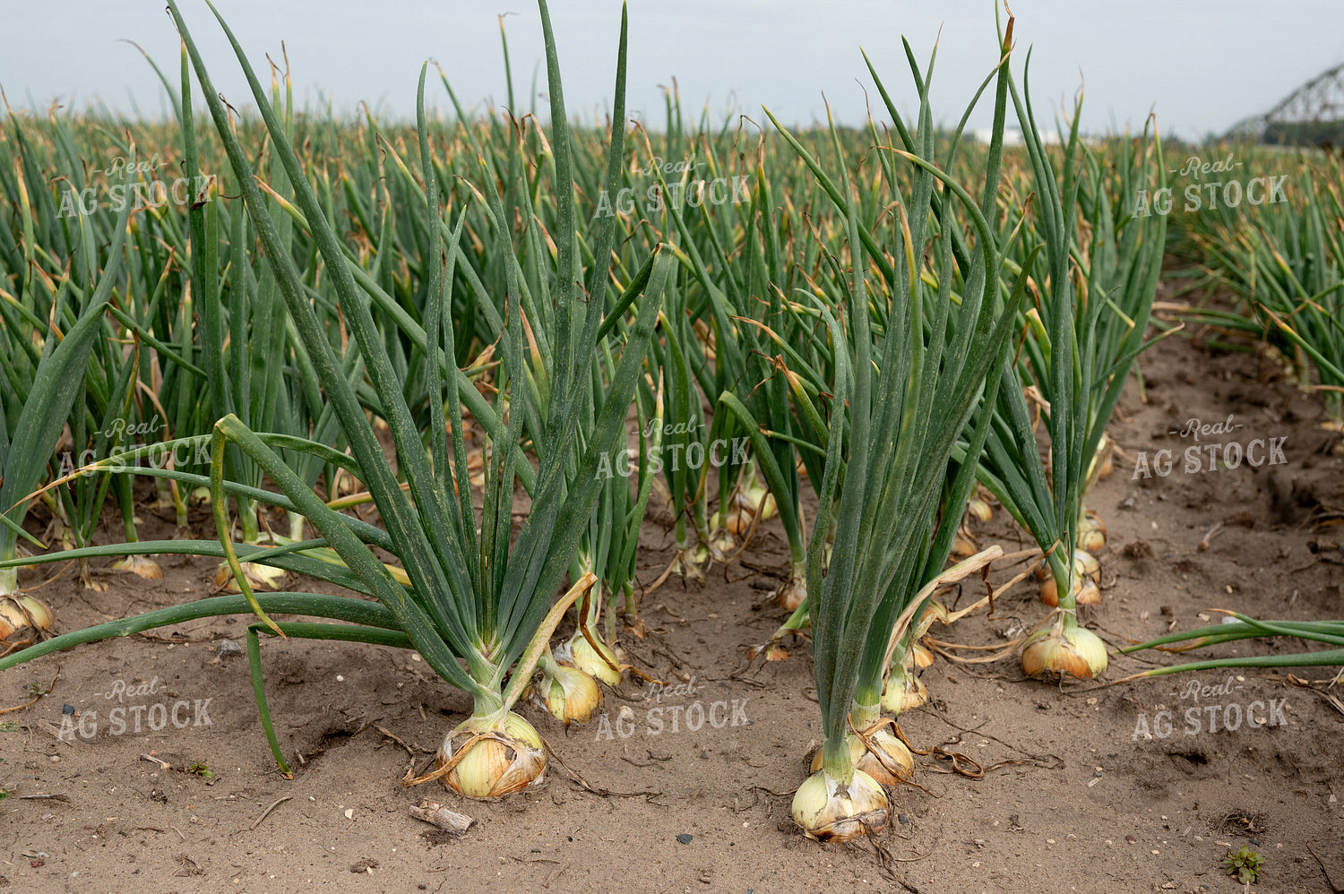 Onion Field 185145