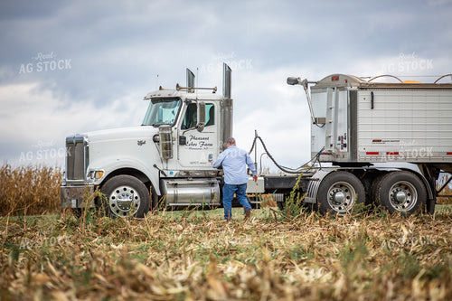 Corn Harvest 270651