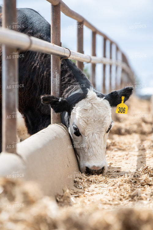 Black Baldy Eating from Feedbunk 193022