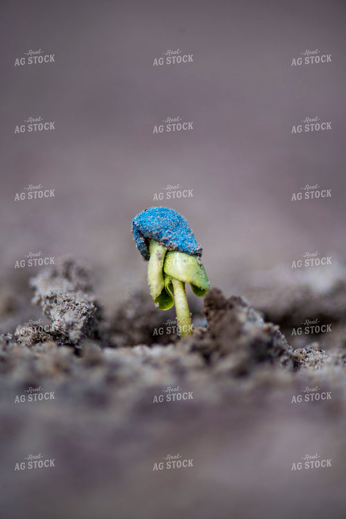 Cotton Seedling Emerges from Ground with Seed Coat Remaining 136038