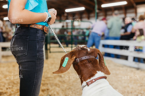 Showing Goats 174026